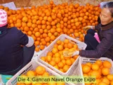 Die 4. Gannan Navel Orange Expo startet in Anyuan