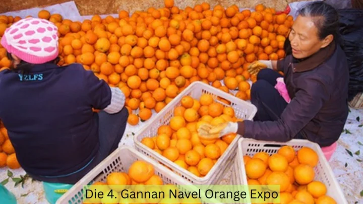Die 4. Gannan Navel Orange Expo startet in Anyuan – Premium-Orange im Fokus