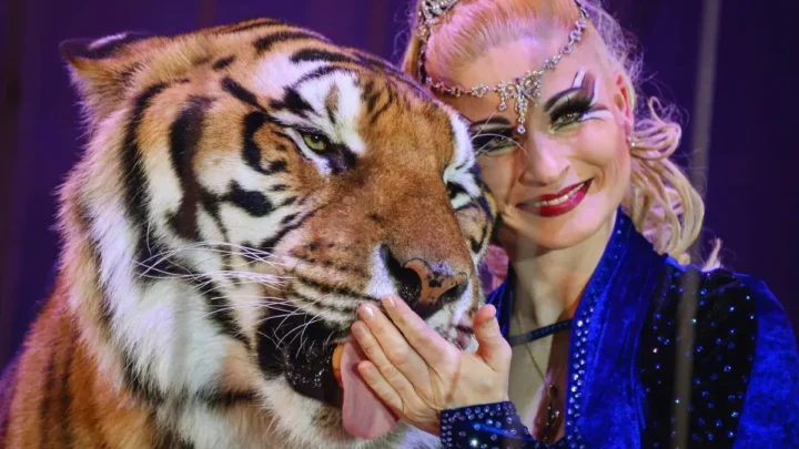 Tiger bei Leipzig ausgebrochen und erschossen: Drama um Sandokan und die Tigerkönigin